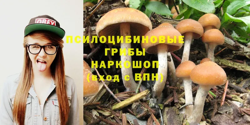 Псилоцибиновые грибы Psilocybine cubensis  Бакал 